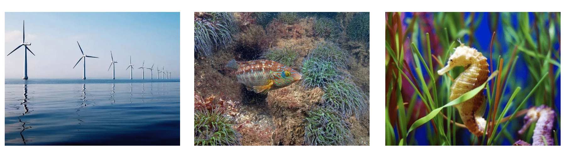 Three images, left to right: a marine wind farm; a male Corkwing Wrasse (courtesy of Paul Naylor); and a seahorse in seagrass